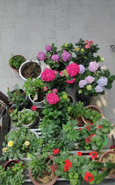 家庭养花用生根粉