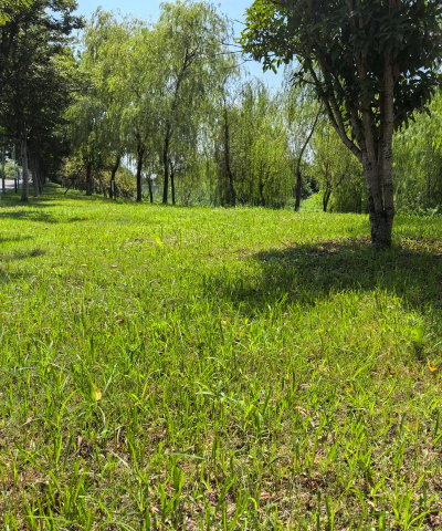 什么草坪耐水湿