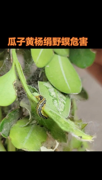 瓜子黄杨虫害防治