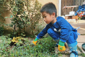 家庭养花用生根粉