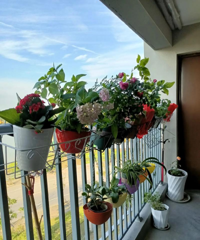 走廊里如何养花