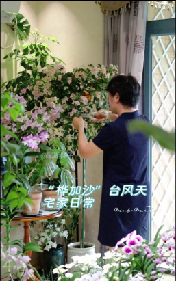 家庭养花用生根粉