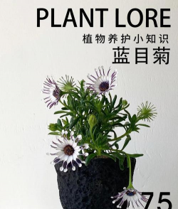 盆栽蓝目菊怎么养