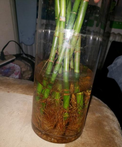 竹子根发黑怎么办