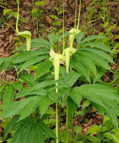 天南星的花怎么用