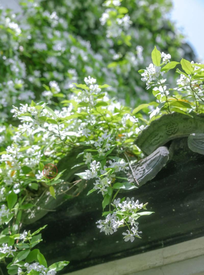 络石藤花什么香味