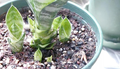 家庭养花用生根粉