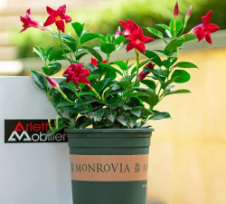 法国香水月季怎么种植