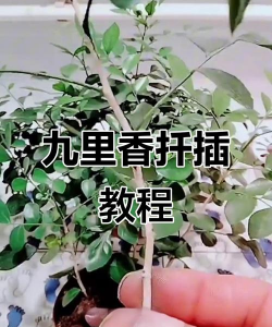 九里香怎么生根