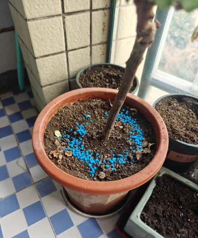 家庭养花用生根粉