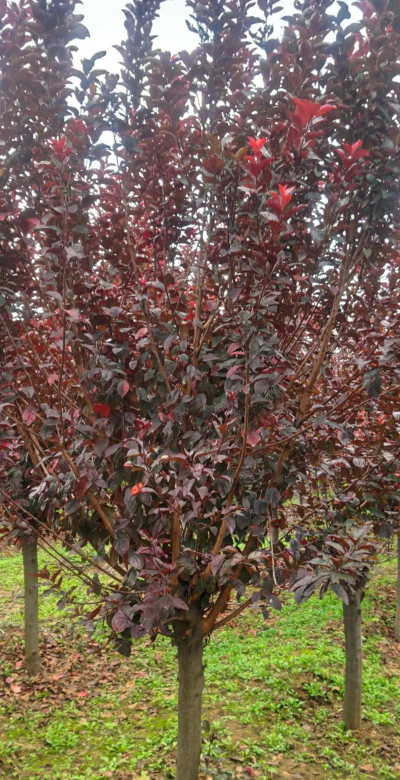 红叶李木质怎么样