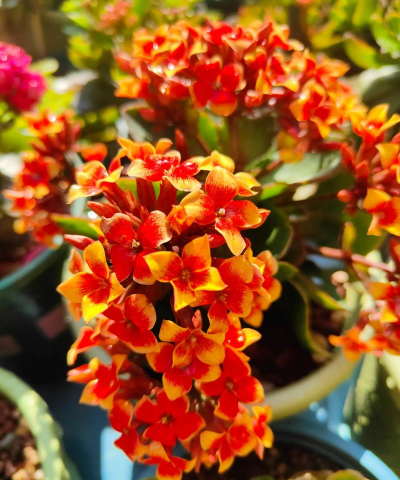 家庭养花用生根粉