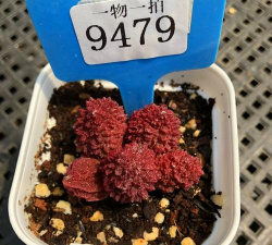 朱紫玉怎么掰叶子