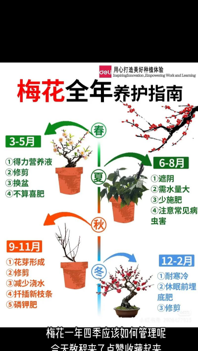 梅花成长为什么