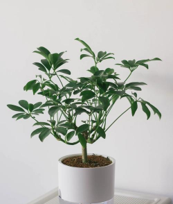 买来的鸭掌木怎么种