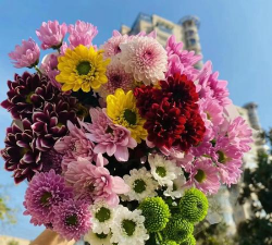 多头菊如何水养