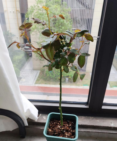 家庭养花用生根粉