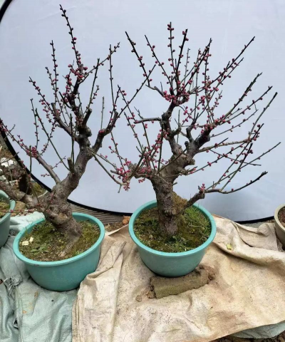 朱砂梅盆景如何养护