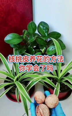 家庭养花用生根粉