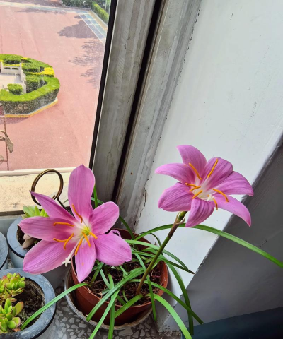 韭菜兰开完花怎么保存