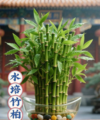 在家种竹子养花