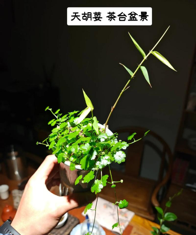 家庭养花用生根粉