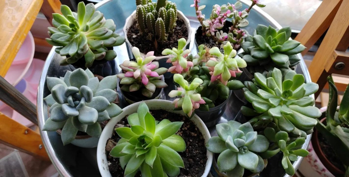 家庭养花用生根粉