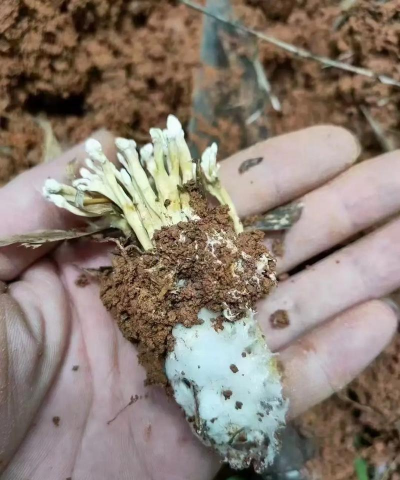 家庭养花用生根粉