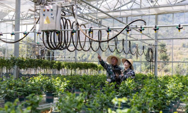 家庭养花用生根粉