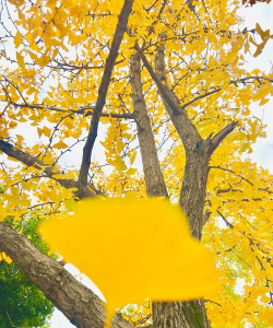 银杏树黄叶怎么拍