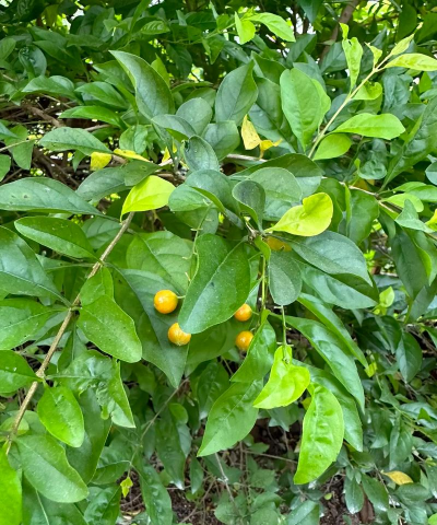 对就是假连翘怎么管理