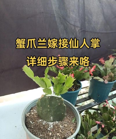 仙人掌怎么嫁接仙人指