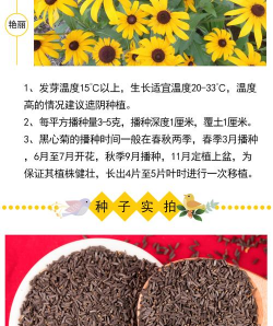 黑心菊种子怎么种植方法