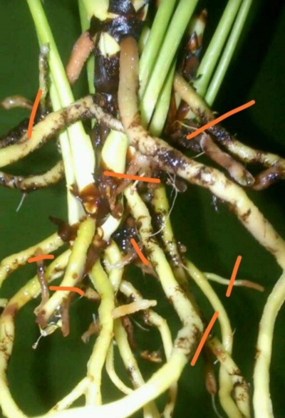 家庭养花用生根粉