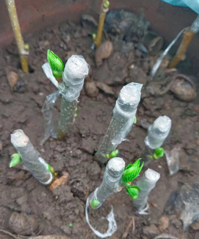 家庭养花用生根粉