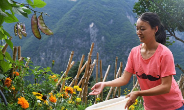 家庭养花用生根粉