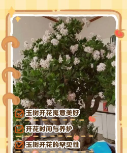 玊树花怎么养好