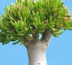 多肉马蹄怎么种植方法