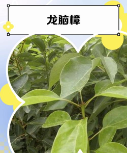 龙脑樟树适合哪里种植