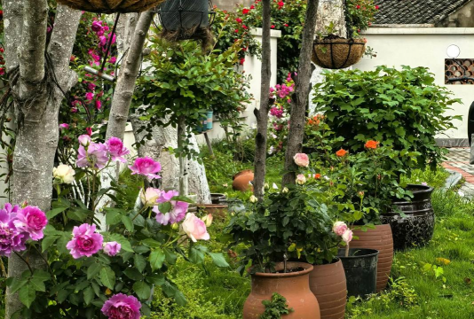 家庭养花用生根粉