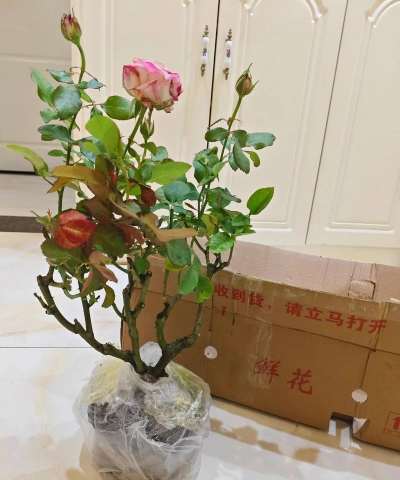 家庭养花用生根粉