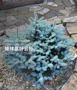 多肉植物蓝云杉怎么养