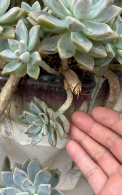 家庭养花用生根粉