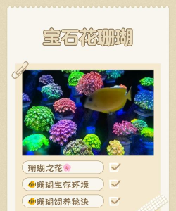 红宝石花珊瑚怎么养