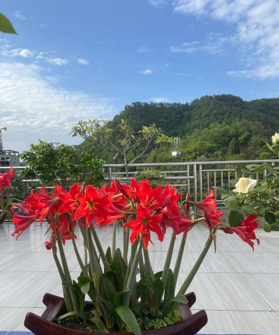 养花就为了拍花 养花就为了拍花