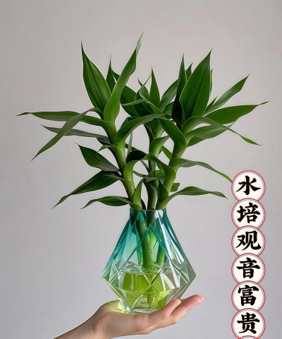 富贵竹怎么养青绿 富贵竹怎么养青绿