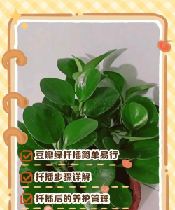 烂根豆瓣绿怎么扦插 烂根豆瓣绿怎么扦插