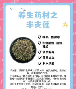 半枝莲应该怎么养呀