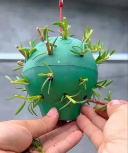 家庭养花用生根粉