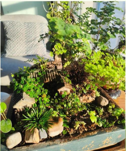 家庭养花用生根粉